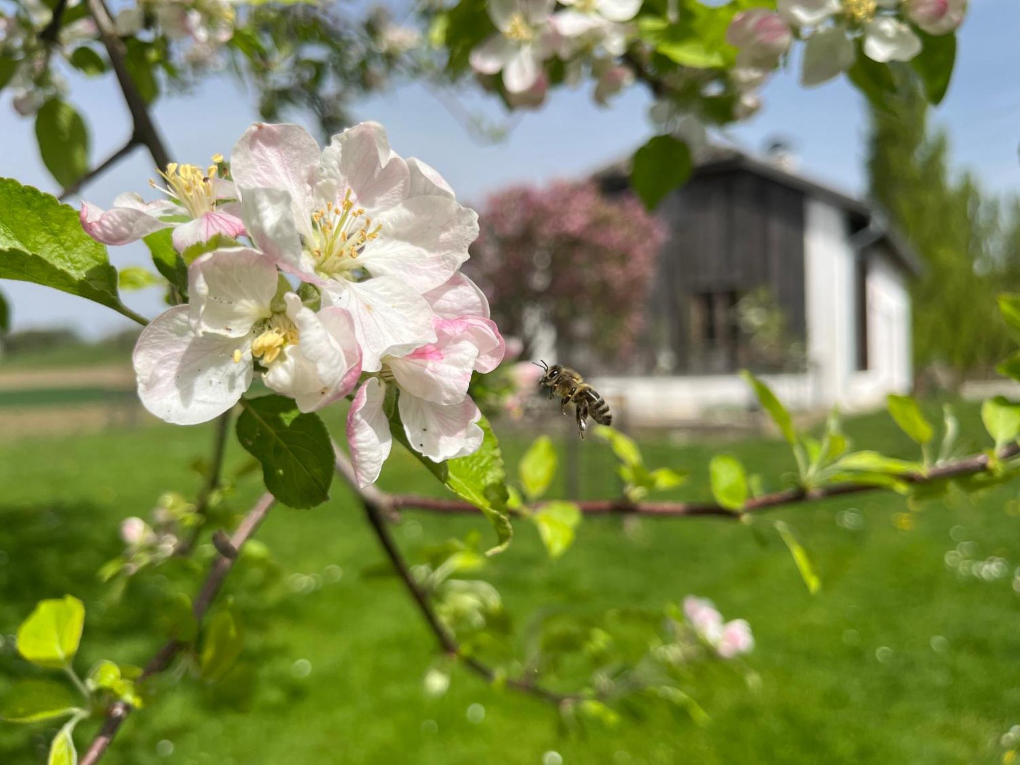 Obstgartl - Ferienhaus Muehlviertler Huegelland Villa Pregarten Buitenkant foto