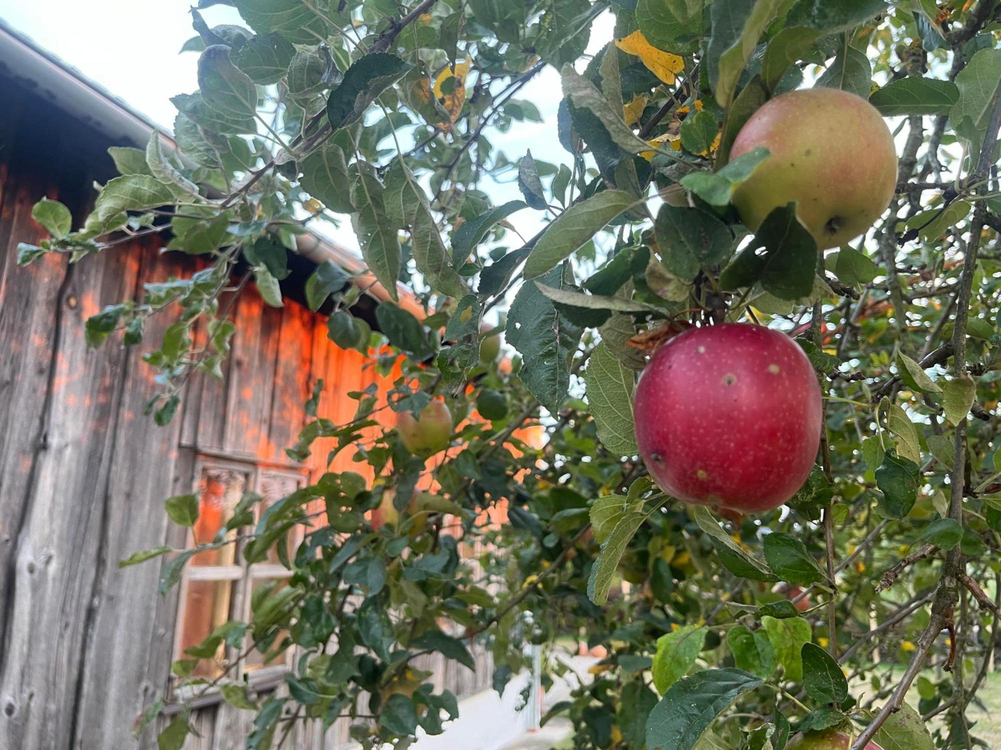 Obstgartl - Ferienhaus Muehlviertler Huegelland Villa Pregarten Buitenkant foto